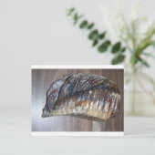 Carte Postale dent de mammoth impressionnante (Debout devant)