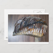 Carte Postale dent de mammoth impressionnante (Devant / Derrière)