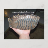 dent, dent mammouth de kotz