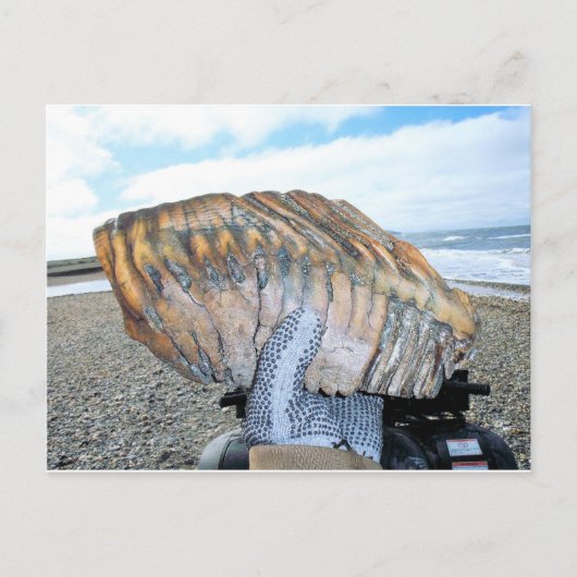 Carte Postale dent mammouth en alaska 09 (Devant)