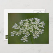 Carte postale dentelle de la reine Anne (Devant / Derrière)