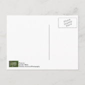 Carte postale dentelle de la reine Anne (Dos)