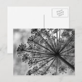 Carte Postale Dentelle de la Reine Anne noire et blanche (Devant / Derrière)