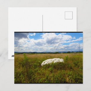 Carte Postale Dentelle sauvage dans la prairie