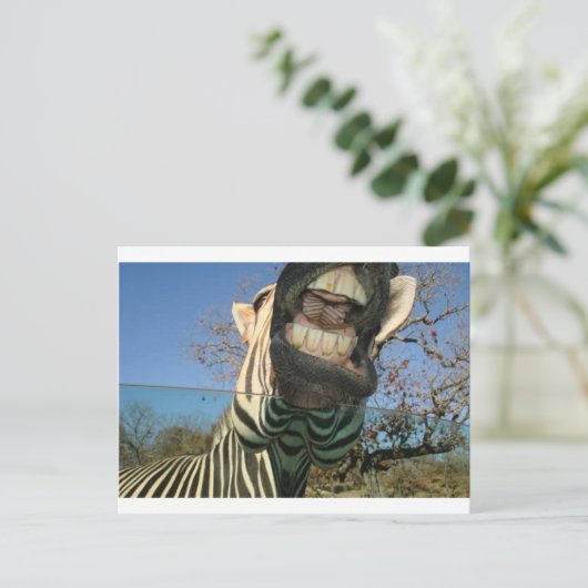 Carte Postale Dents Zebra (Debout devant)