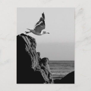 Carte Postale Départ de Seagull