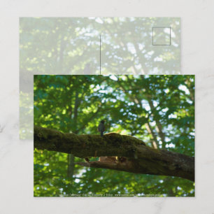 Carte Postale Dépassement de forêt