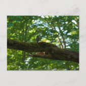Carte Postale Dépassement de forêt (Devant)