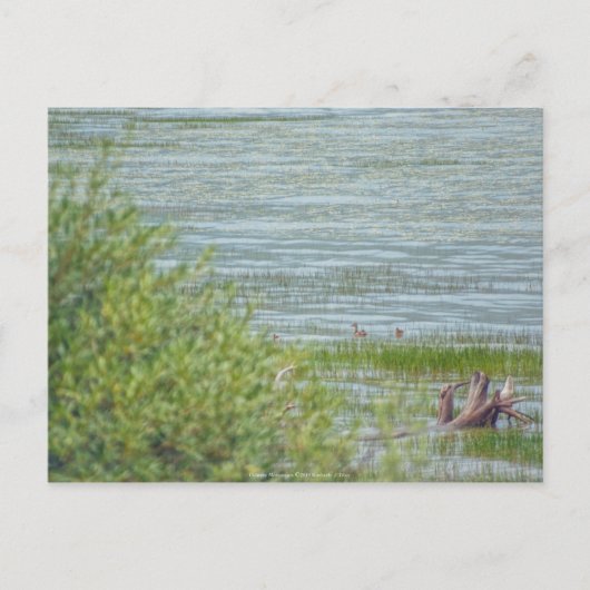 Carte Postale Déplacement délicat (Devant)