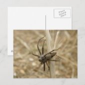 Carte postale déplaisant Crawly Spider (Devant / Derrière)