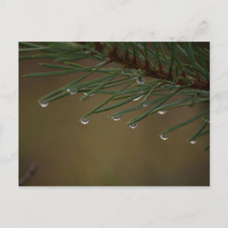 Carte Postale Dépouilles de l'arbre des pins
