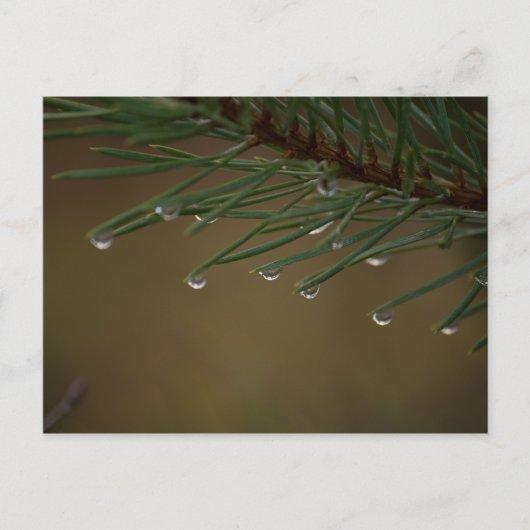 Carte Postale Dépouilles de l'arbre des pins (Devant)