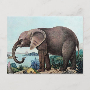 Carte Postale Der Afrikanische Elefant ou l'éléphant africain