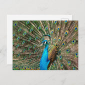 Carte Postale Der blaue Pfau (Devant / Derrière)