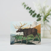 Carte Postale Der Elch ou The Elk (1886) (Debout devant)