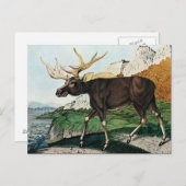 Carte Postale Der Elch ou The Elk (1886) (Devant / Derrière)