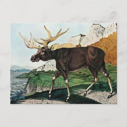 Carte Postale Der Elch ou The Elk (1886) (Devant)
