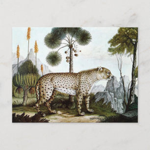 Carte Postale Der Gepard ou The Cheetah (1886)