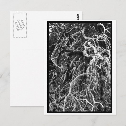 Carte postale déracinée (Devant / Derrière)