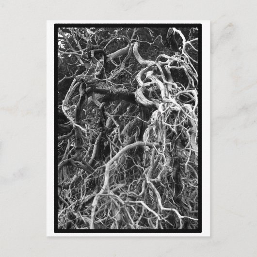 Carte postale déracinée (Devant)