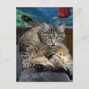 Carte Postale Dérangé lors du nettoyage