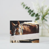 Carte Postale Derrière la clôture Cheval Amish (Debout devant)