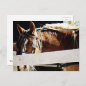 Carte Postale Derrière la clôture Cheval Amish (Devant / Derrière)