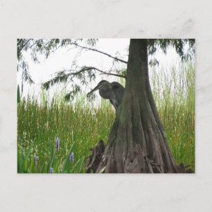 Carte Postale Derrière les arbres en Floride centrale
