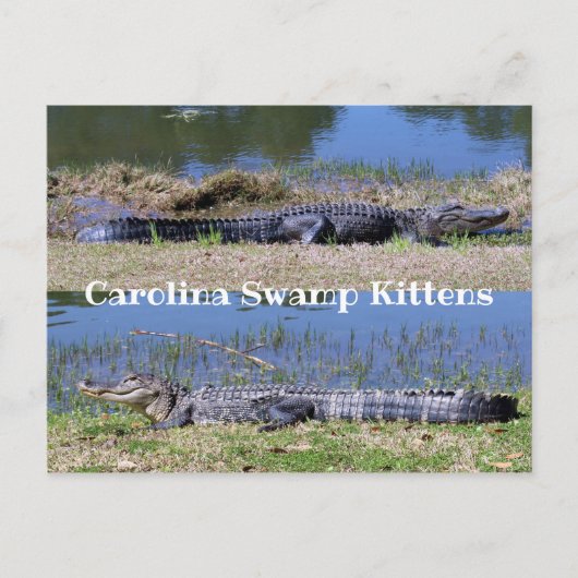 Carte postale des Alligators américains (Devant)