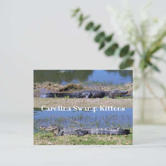 Carte postale des Alligators américains (Debout devant)