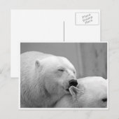 Carte postale des amis ours polaire (Devant / Derrière)