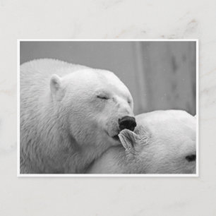 Carte postale des amis ours polaire