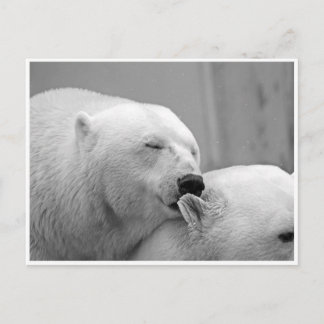Carte postale des amis ours polaire