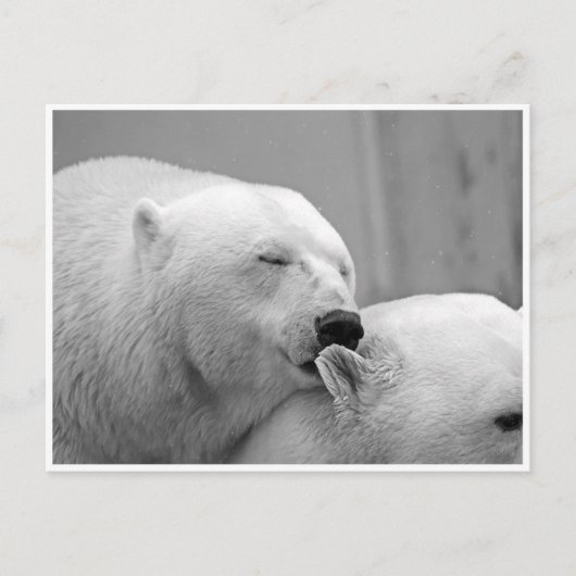 Carte postale des amis ours polaire (Devant)