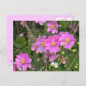 Carte postale des anémones (Devant / Derrière)