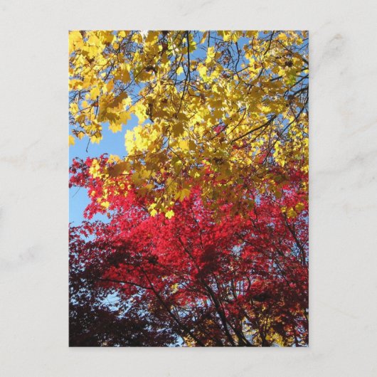 Carte postale des arbres d'automne (Devant)