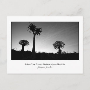 Carte postale des arbres du carquois