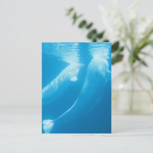 Carte postale des baleines de Beluga (Debout devant)