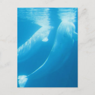 Carte postale des baleines de Beluga