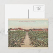 Carte postale des caves à vin Asti Californie (Devant / Derrière)