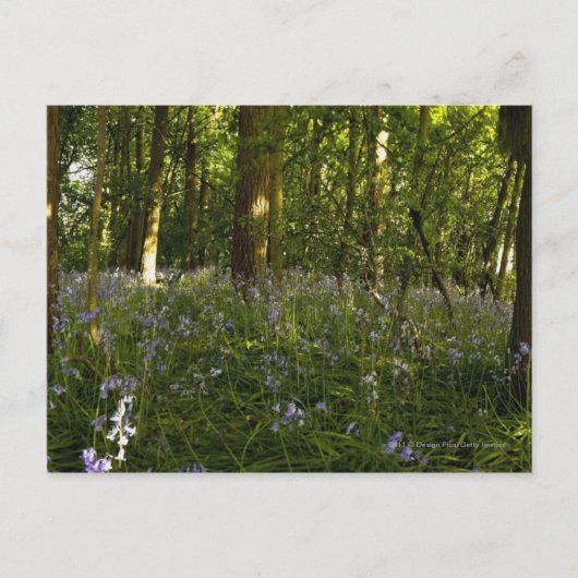 Carte Postale Des Cellules Bleues Dans Une Forêt (Devant)