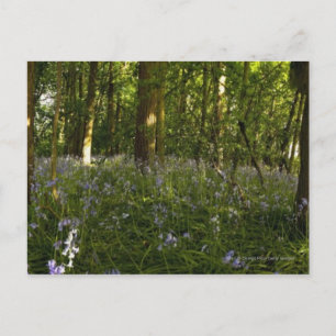 Carte Postale Des Cellules Bleues Dans Une Forêt