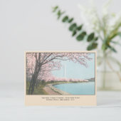 Carte postale des cerisiers en fleurs de Washingto (Debout devant)