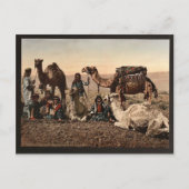 Carte Postale Des chameaux s'arrêtent dans le désert, Terre Sain (Devant)