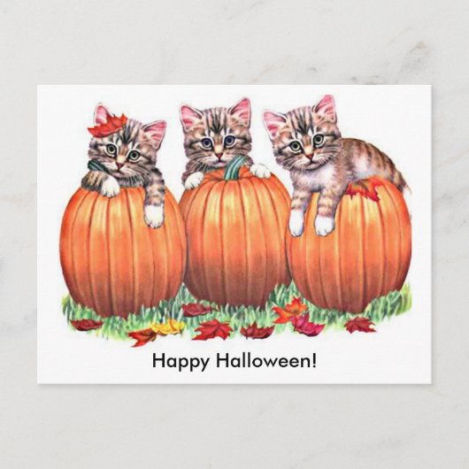 Carte Postale Des chatons en Citrouille pour Halloween (Devant)