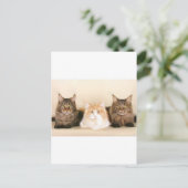 Carte postale des chats à coon du Maine (Debout devant)