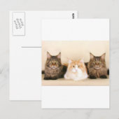 Carte postale des chats à coon du Maine (Devant / Derrière)