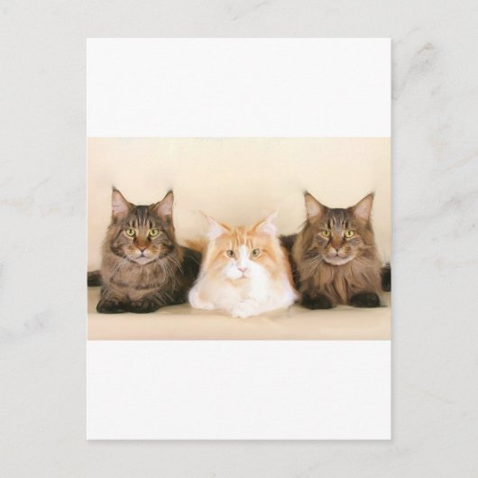 Carte postale des chats à coon du Maine (Devant)