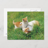 Carte Postale Des chattes joueuses (Devant / Derrière)