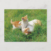 Carte Postale Des chattes joueuses (Devant)